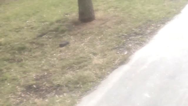 Нашел на дороге брызговик от газели смотреть онлайн