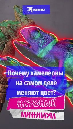 Почему хамелеоны на самом деле меняют цвет?