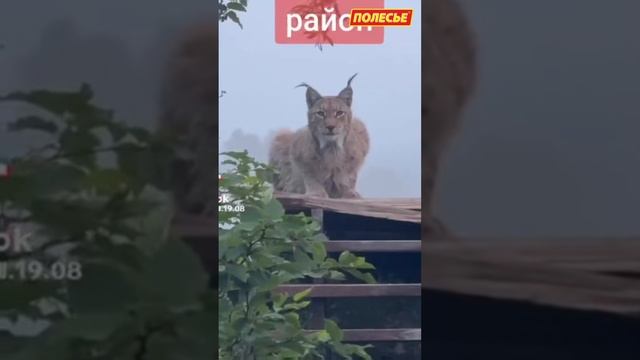 В Кобрине на Полесье медведь