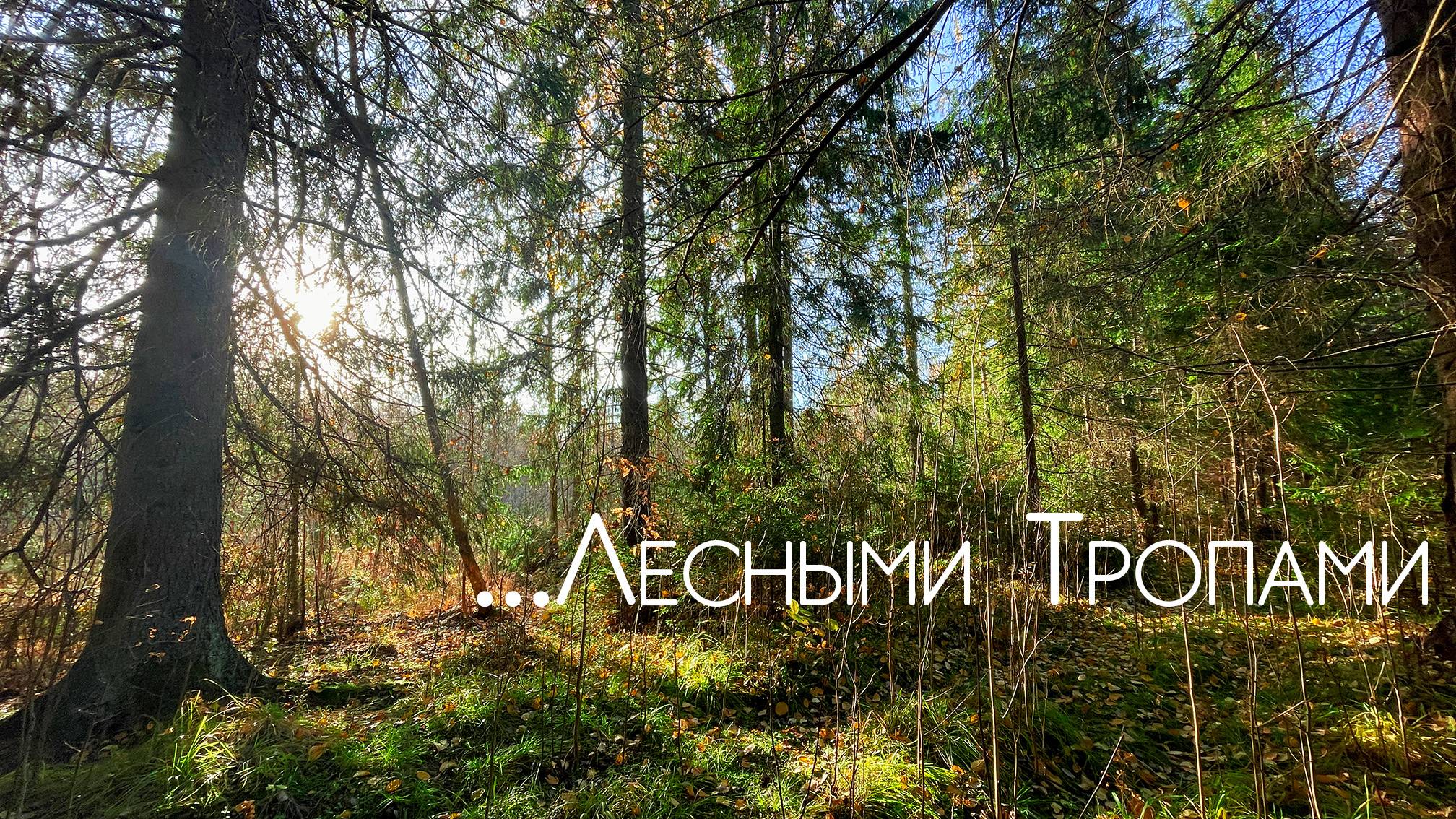 ...Тайными ЛЕСНЫМИ ТРОПАМИ за Щукой и Окунем #рыбалка #микроджиг #дропшот
