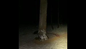 Охота на кабана с вышки
