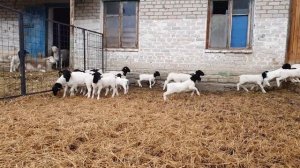 Дорпер ягнята. после витаминизации❤🐏🐑👼#дорпер #dorper
