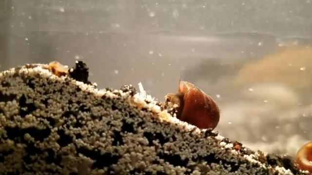 APPLES TO ORANGES (SONG) (W.I.P) KILLER BEAT **CAUGHT ON FIRE** смотреть онлайн