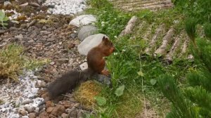 Белка в гостях у дачников