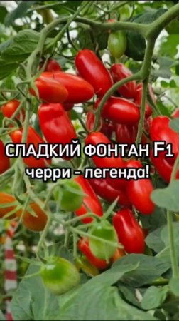 Такого урожая вы еще не видели! Легендарный томат черри.