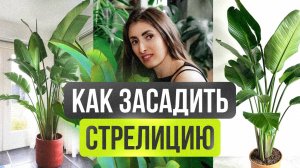 Как вырастить БОЛЬШУЮ и КРАСИВУЮ стрелицию в домашних условиях #стрелиция #комнатныерастения