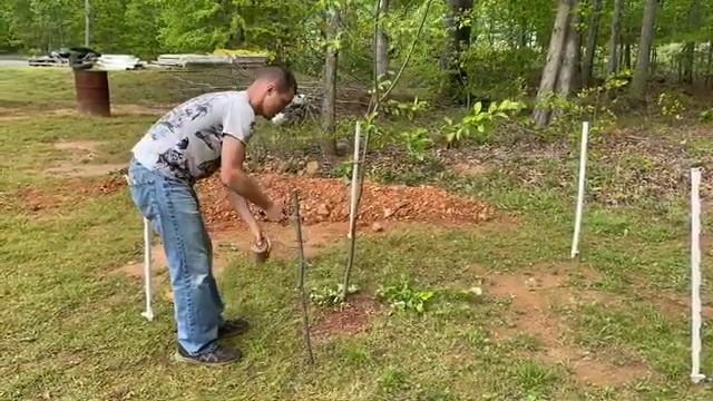 Training Apple Trees ~ The Lee Homestead смотреть онлайн