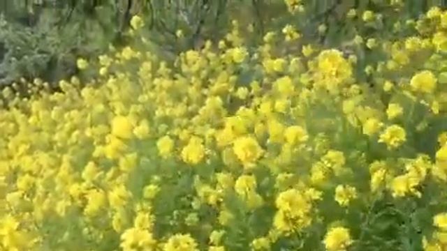 I will give my love an apple (English traditional song / free version) смотреть онлайн