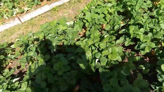 Поливалки.Часть1. смотреть онлайн