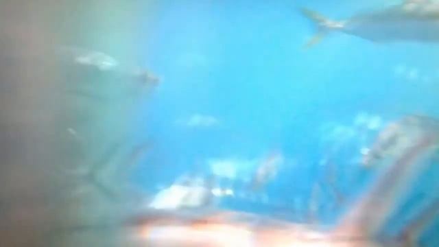 Cage diving with Great White Sharks, Port Lincoln, Australia, May 2015 смотреть онлайн