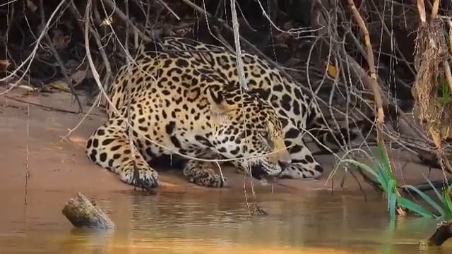 Beautiful Jaguar having a drink of water 🐯  #jaguar #bigcats #bigcat #beautiful  #cougar