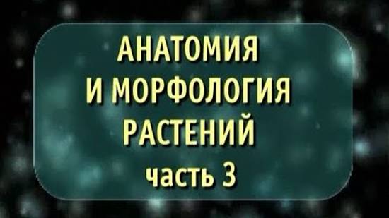 Биология. Анатомия и морфология растений. Часть 3. Стебель. Лист