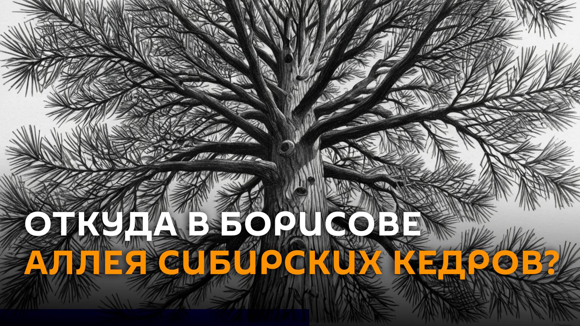 Аллея долгожителя: почти 40 лет назад сибиряк высадил кедры в Борисове