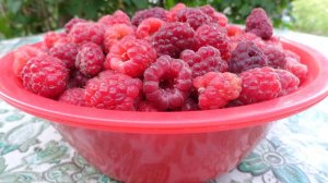 Дача / Мои 7 соток. Урожай в июле , цветочки и ягодки.