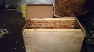 Ловля Роев! Как подготовить и установить ЛОВУШКУ для пчёл?!