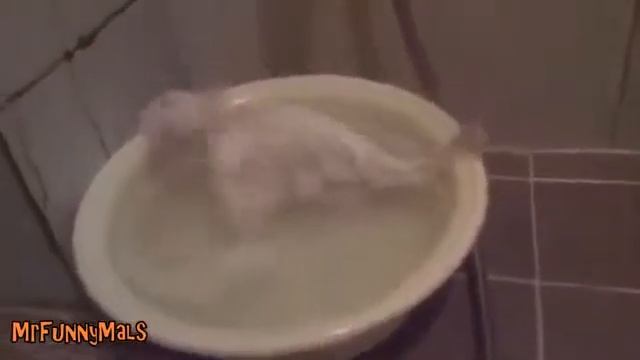 Животные любя ванную смотреть онлайн