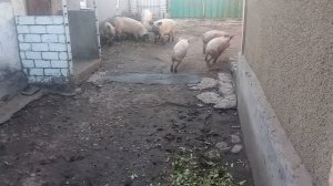 самая редкая народа сабак