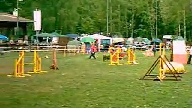 Räuber - Agility-Turnier Kaiserslautern.wmv смотреть онлайн