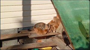 маленькие котята