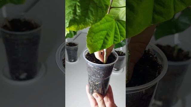 Поросль ниже места прививки. Что делать?