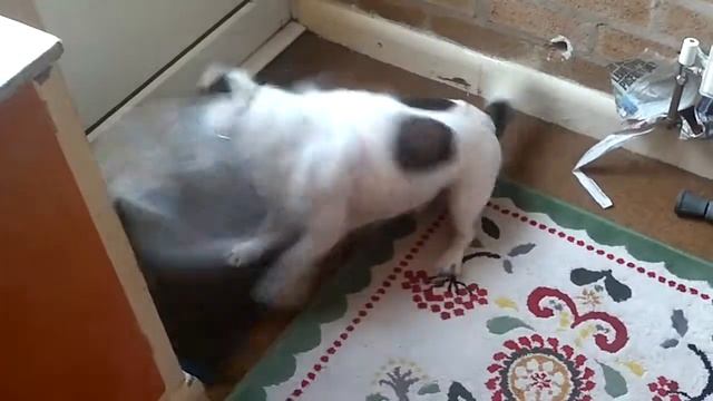 Jack the Jack Russell Newshound смотреть онлайн