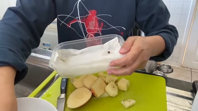 How to grow an Apple Tree from seeds. He/she plants a tree, plants hope! 🙏❤️🍎 смотреть онлайн