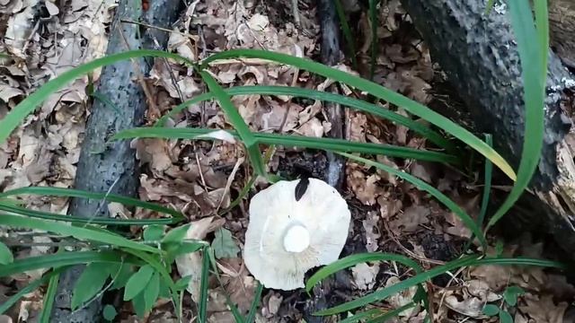 ОТец ищет грибы 19 июля. Огромный слизень и ромашковое поле