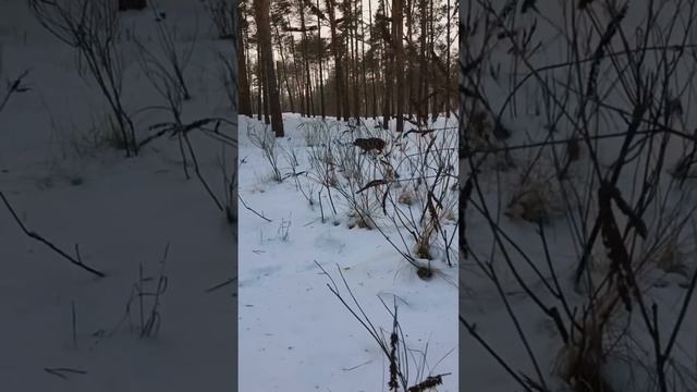 FOREST WALK WITH DOG ▪️ iphone6▪️HOMe MOVIE