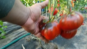 УРОЖАИ 2024 Релакс видео