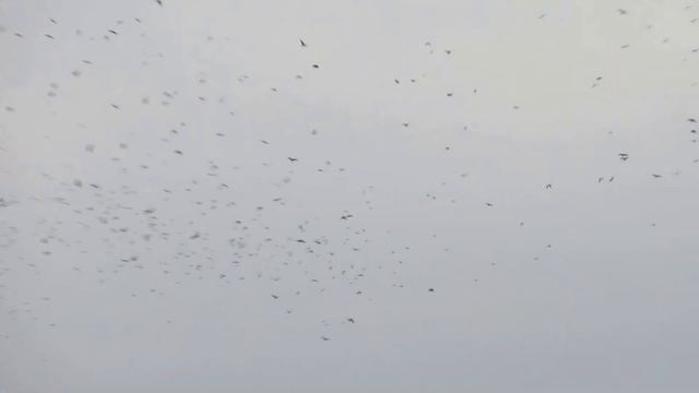 птичий хоровод )) (bird dance) смотреть онлайн