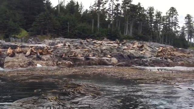 Sea Lion Spa смотреть онлайн