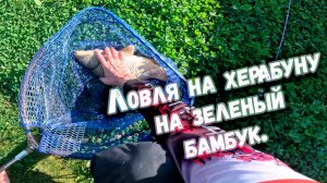 Ловля на херабуну на зеленый бамбук. Что делать, если карп прет как танк! Клёв 100