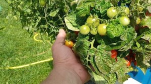 Сорт микрон