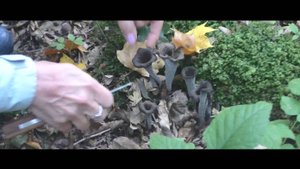 Тихая охота в Афонке осенью