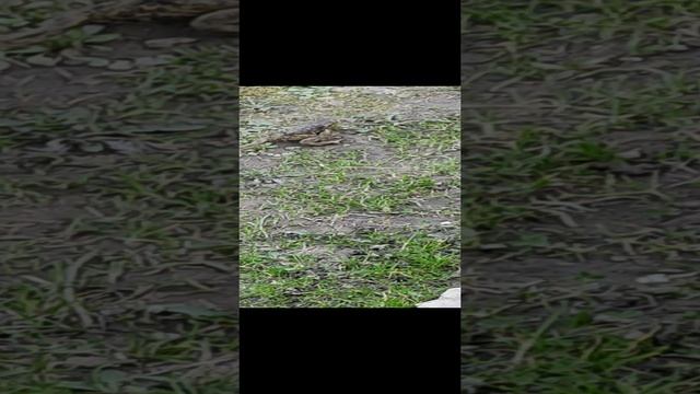 Выходные на даче 2023