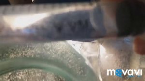 Как кормить артемией рыб?