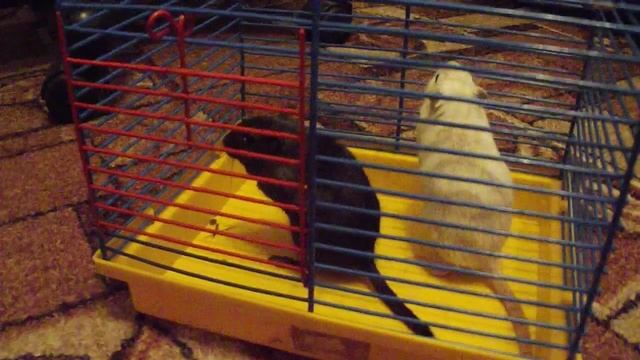 ЗВЕРЬЁ МОЁ смотреть онлайн