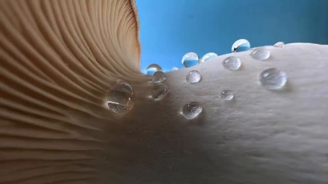 iPhone 13 Pro max affiliat Apple iPhone 13 Pro Max (256GB) - Sierra Blue https://amzn.eu/d/2qYuChj смотреть онлайн