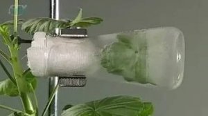 Лист. Обнаружение испарения воды листьями