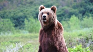 Злющий медведь ищет меня по следам.