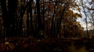 осенний лес)