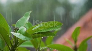 А за окном холодный дождь_МВМ