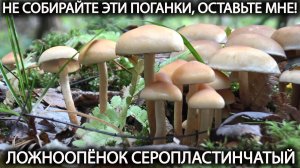 ❗ НЕ СОБИРАЙТЕ ЭТИ ПОГАНКИ, ОСТАВЬТЕ МНЕ!👉ЕМ ЛОЖНООПЁНОК СЕРОПЛАСТИНЧАТЫЙ. 🍄Грибы в октябре 2024