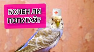 Простой способ узнать болен ли попугай! Как понять болен ли попугай?
