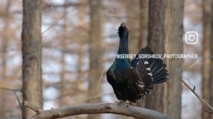 Глухарь токует