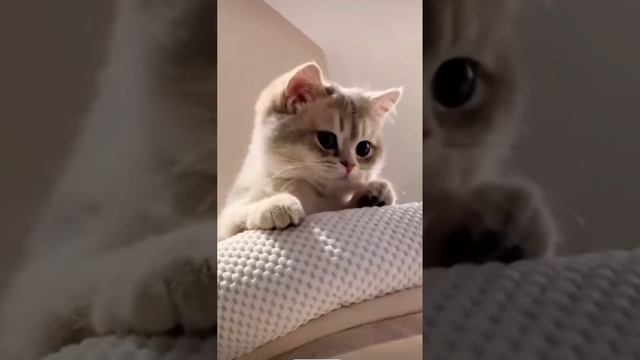 мото кот 😻😻😻