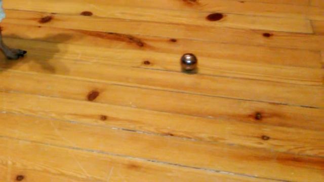 Собака и подшипниковые шарики смотреть онлайн