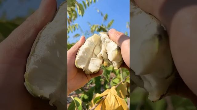 Ripe custard apple is very fragrant and sweet   For fruit lovers #fruit #satisfying #fruitcutting