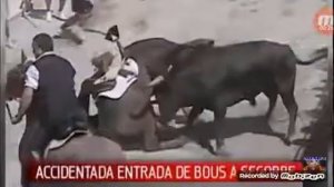 Бык приколы