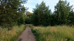 Отзыв о дендропарке Тольятти. Вечерняя прогулка по дендрарию летом 2022 года